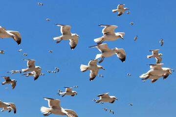 The flock of the big yellow-legged seagulls flying in the blue sky on a sunny day
