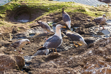 The big yellow-legged gull on the volcanic shore of the Atlantic Ocean in the area of Essaouira in Morocco in the low tide time.