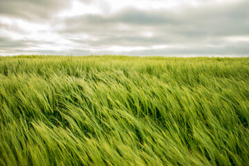 green wheat field