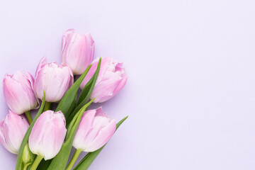 Lilac tulip flower on purple background.