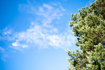 Obraz premium tree in the sky