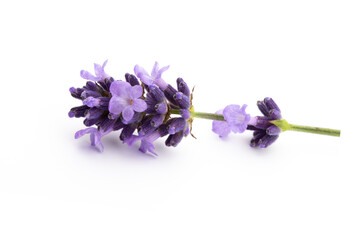 Lavender flowers on a white background.