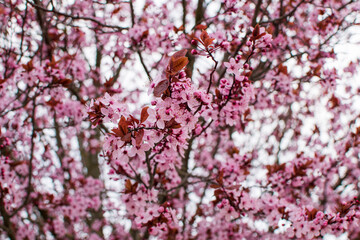 pink cherry blossom