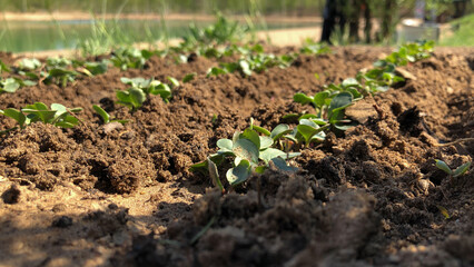 Growing organic vegetable crops in the garden.Agriculture concept. High quality photo