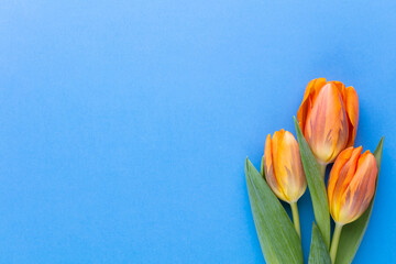 Orange tulips on the pastel background.