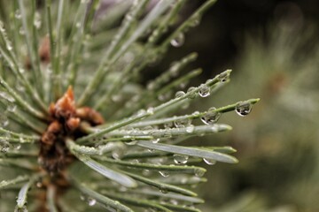 Naklejka na ściany i meble frost on pine needles