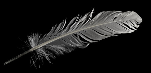 Obraz premium White feather, quill isolated on black, with clipping path