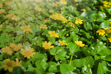 Ranunculus auricomus, spring time