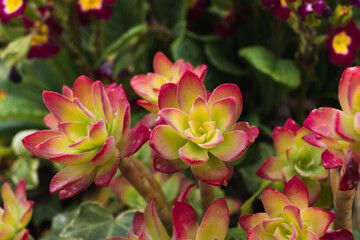 Green and reddish fleshy aeonium haworthii plant in bloom in spring. Selective focus. Copy space.