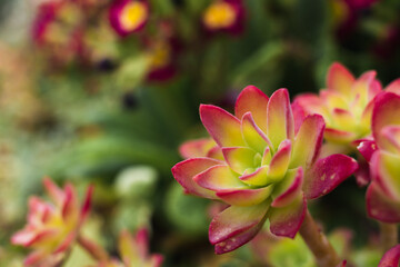 Green and reddish fleshy aeonium haworthii plant in bloom in spring. Selective focus. Copy space.