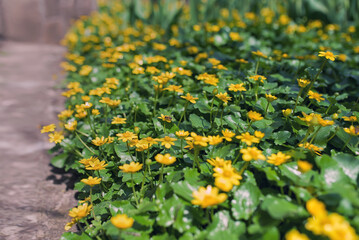 Ranunculus auricomus, spring time