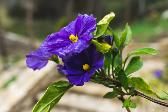 Flower solanum aviculare purple in bloom in spring. Selective focus. Copy space.