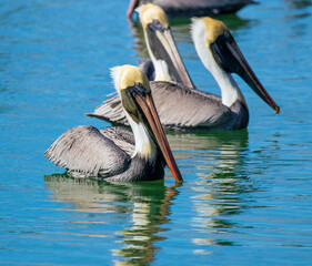 Pelicans in the Florida Keys