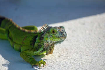 Green Iguana