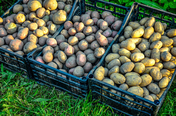 Potatoes in boxes, food and retail concept