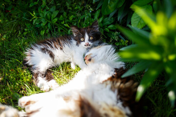 Green spaces in which domestic cats lie. Green leaves. natural living plants