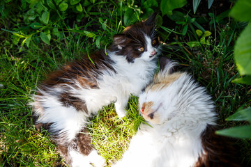 Green spaces in which domestic cats lie. Green leaves. natural living plants