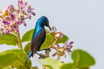 Purple sunbird male  collecting nectar from flower- Cinnyris asiaticus