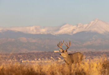 Mule Deer Buck in the Rut in Fall in Colorado