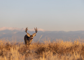 Mule Deer Buck in the Rut in Fall in Colorado