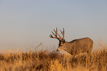 Mule Deer Buck in the Rut in Fall in Colorado