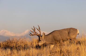 Mule Deer Buck in the Rut in Fall in Colorado