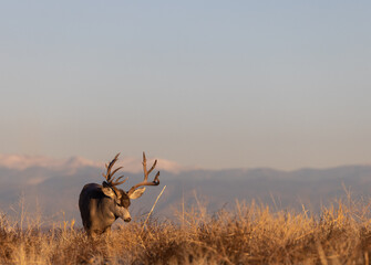 Obraz premium Mule Deer Buck in the Rut in Fall in Colorado