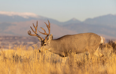 Obraz premium Mule Deer Buck in the Rut in Fall in Colorado