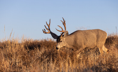Naklejka na ściany i meble Mule Deer Buck in the Rut in Fall in Colorado