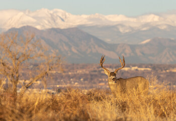 Fototapeta premium Mule Deer Buck in the Rut in Fall in Colorado