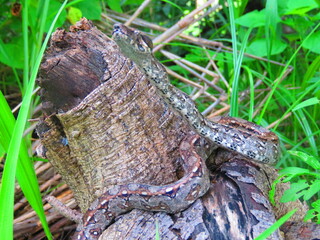harmless snakes, poisonous snakes such as rattlesnakes, handling of snakes
