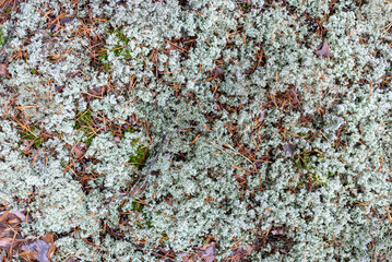 Light green moss lichen in the forest, background.