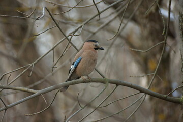 Jay on a tree branch