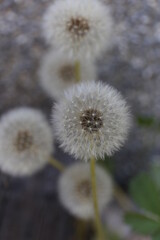 dandelion in the wind