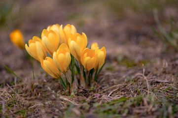 Krokus żółty. Żółte krokusy kwitnące w parku wiosną. Wiosenne krokusy na łące. Zdjęcie...