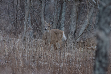 deer in the snow