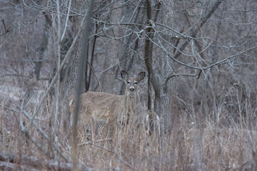 deer in the woods