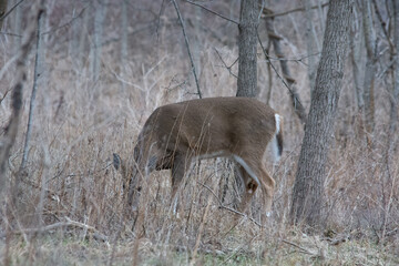 elk in park national park