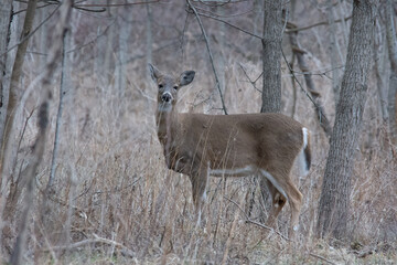 white tail deer