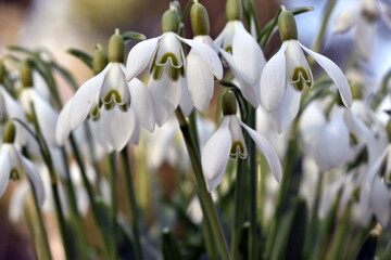 Gruppe von Schneegl&ouml;ckchen im Gras