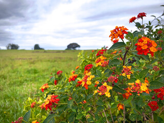 field of poppies