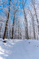 Fresh snow on the trees