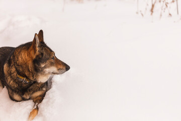The West Siberian Laika dog lies in a snowdrift and looks into the distance. Snowflakes and drops on the face. Selective focus, copy space.
