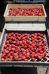 梅の天日干し　梅干し