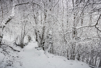 chemin sous la neige en hiver