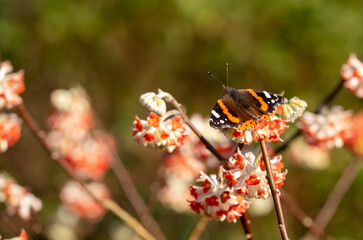 Red admiral butterfly lands on bright orange flower of the Edgeworthia chrysanthia Red Dragon bush Photographed in Wisley, Surey UK.
