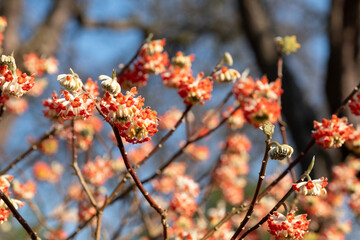 Yellow and white flowers of the Edgeworthia chrysanthia grandiflora deciduous shrub. Photographed in Wisley, Surey UK.