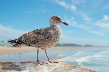 Seagull, close up portrait of a bird, beautiful blue sea, and cloudy sky background