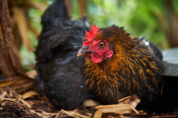 Chiken with egg portrait