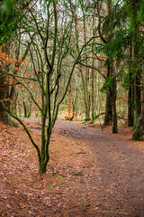 Fototapeta premium Trees by a walking path in the forest.